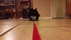 hexabeast:  alleecat2:  the-bucky-barnes:  My cat loves when we play CAH because she squeezes into the box and becomes some kind of monorail…  Cats Against Humanity  THe biggest, blackest cat 