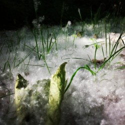 Oh ! Il neige en Ã©tÃ© ðŸ˜Š #pollen #pissenlit #nature #beautiful #forÃªt