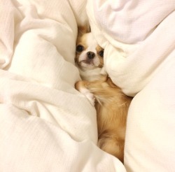 dumpllngs:  tucked in doge 🐶 (By Licca0507) 