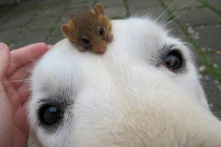 yaddy123:  orlandobloomers:  animals-riding-animals:  hamster riding dog  this guy looks like he belongs there he fits so well in that little weird dog head notch   AWWWWWW 
