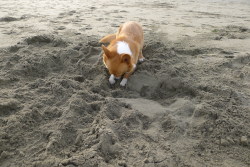 chubbythecorgi:  We stopped at Dillon Beach on the way to Mendocino. At this dog beach, Chubby dug to his heart’s content and then flopped over to enjoy the fruits of his labor. He made his bed… then he had to lay in it! 
