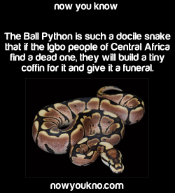 uncle-beanbag: jooshcraft:   cameoamalthea:  jenniferrpovey:  trollarcoaster:  snakesenpai:  nowyoukno:    Source for more facts follow NowYouKno     This is actually true!    “In some places, such as Nri, the royal python, éké, is considered a sacred