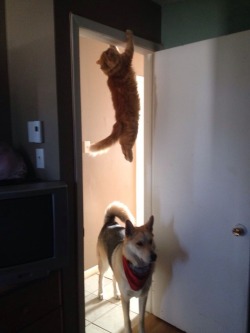 saint:  I just found my cat and he was doing his workout   The cat is on some mission impossible shit, hoping the dog don&rsquo;t see it lol