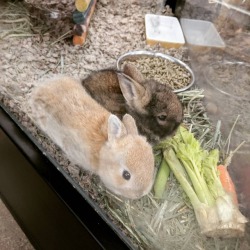 darkstalkergirl:  Ladybat the pet store let me pet these lil fluffies! #babybunny #rabbit #bunny #cute #aw #bun