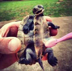 This adorable little guy seems to love getting his belly scrubbed - but why? Known as the plastron, the &ldquo;belly&rdquo; of a turtle, like the rest of their shells is made up of scutes - bony bony external plates. Scratching or rubbing helps them shed