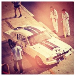 Shelby.