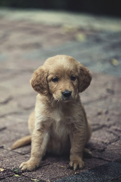 visualechoess:    cute pup by muhammet ceylan  