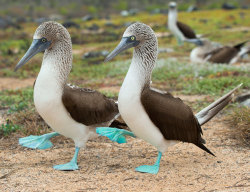 jkhgsl:  sixpenceee:    Blue-Footed Booby   This bird is called the Blue-Footed Booby and can be found in the Galapagos Island. During mating rituals, male birds show off their feet to prospective mates with a high-stepping strut. The bluer the feet,