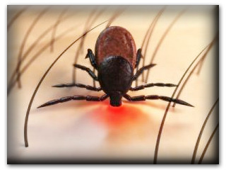 Lyme disease ticks on dogs sex porn pictures