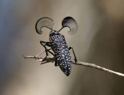 Embellished (rare Feather-horned Beetle of Australia)