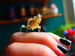 amesolitaire:  MEET MY NEW BABY!spiny flower mantis (Pseudocreobotra wahlbergii) i *think* she is a lady but i need to count her tail segments to make sure. she is so tiny and perfect i could cry ;_; (sam is scared of her)she needs a name and it needs
