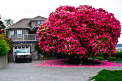 shesavulgarwoman:  myunproductiveparadise:  Behold, a 120  year old rhododendron They rarely grow into anything larger than a shrub, yet alone a tree!   Why does this not have more notes?? 
