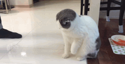 donedogeit:  kitty so soft the bubbles don’t even pop 
