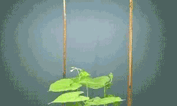 somethingwittythiswaycomes:baitnswitchblade: educational-gifs:  How a beanstalk finds support.  #look at that fucking dumbass spinning around like an asshole   I also flail around wildly until I find what I need