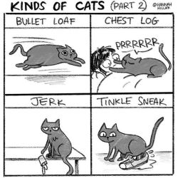 #hannahhillam #cats #jerkcat