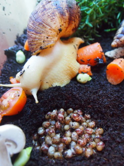  le-fauna:  my girlfriend picked up the snails water bowl today and realised we are now the grandmothers of about ten million baby snails (๑′ᴗ‵๑) these are albino giant african land snails and yes they are the cutest thing you will see today