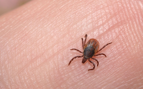 Lyme disease ticks on dogs hairy fuck picture