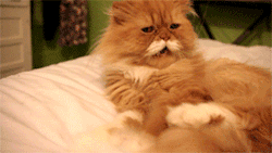 thegits:  titsmcgrits:  neoliberalismkills:  THIS CAT IS AN OLD MAN  OH MY GOD  AWWWW BAAAYBYYY 