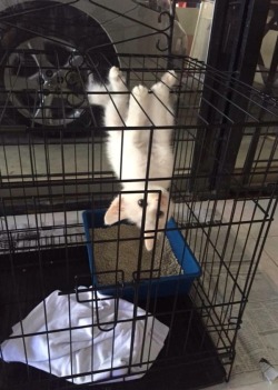 animal-factbook:  Spider cat, spider cat, does whatever a spider cat does. 