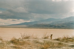 marinebeccarelli:Coyote, Death Valley, California, septembre 2017