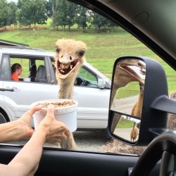 sarahisntgold:  I’m the ominous llama in the mirror