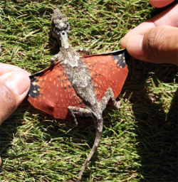 vergess:  HOLY SHIT HOW IS IT THAT THERE’S NOT SOME LIKE LINKS OR SOMETHING HERE OKAY SIT BACK KIDS LET’S TALK ABOUT THESE REAL LIVE FUCKING DRAGONS THEY ARE LITERALLY CALLED FLYING DRAGONS, THAT IS THEIR NAME. OR, IF YOU’RE MORE SCIENCEY, YOU