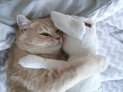 intrude:  upupupuprincess:    cocomiimii    i want a hug from this cat… 