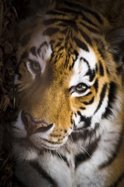 0ce4n-g0d:  Eye of the Tiger | Carsten Schweitzer
