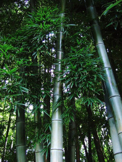 forest of bamboo by nuko -_- on Flickr.