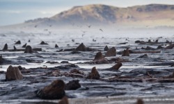 hugonebula:   &ldquo;A prehistoric forest, an eerie landscape including the trunks of hundreds of oaks that died more than 4,500 years ago, has been revealed by the ferocious storms which stripped thousands of tons of sand from beaches in Cardigan Bay…