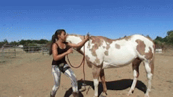 muscle-horse-appreciation:  believercountzero:  muscle-horse-appreciation:   theclassicalhorse:  mare-moment:  This is some zero gravity shit (video)  Ive tried to execute this sorcery multiple times and all I’ve done is slammed myself into my horse