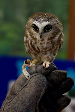 chibisayuri:  Saw Whet owls are quite possibly the most adorable birds ever. (Img 3 Source: http://kodasilverwing.deviantart.com/art/Wheatley-the-Saw-Whet-Owl-2-263310152) 