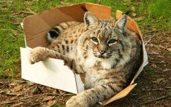 aubrey-taylor:  If I fits, I sits.  they are still cats&hellip; big cats, but cats&hellip; and cats love boxes :-)