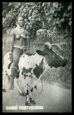 Bissau Guinean woman riding a cow, via eBay.