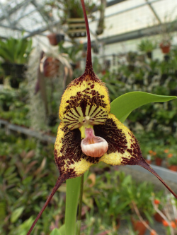 orchid-a-day:  Dracula robledorumSyn.: Dracula chimaera var. robledorumJanuary 29, 2019   incredible