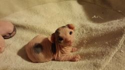awwww-cute:  12 day old Sphynx kitten 