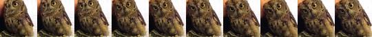 vinegod:  by Jabbar Hakeem  Omg i love owls to begin with and this was just great!!