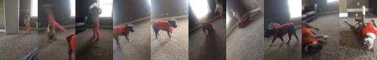 mc-mt:  weloveshortvideos:  Dog tries to imitate little girl’s cartwheel  @northern-giant 