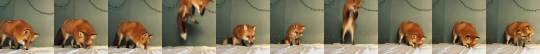 babyanimalgifs:  this fox if confused as to why the sheets aren’t snow and this
