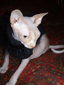 nivag:   your daily sphynx   Okay, it&rsquo;s final, my cat will have a fabulous, feathery sweater like this.