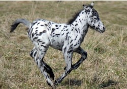 thedailywhat:   Well This Is Something You Don’t See Every Day of the Day: A dalmatian-like foal was recently spotted (ha!) by Devonian ramblers at Wembury Point near its birth place on Dartmoor. “Spotty,” as he has been cleverly nicknamed, has