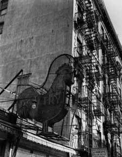 Poultry Shop, East Seventh Street, NY photo by Berenice Abbott, 1935