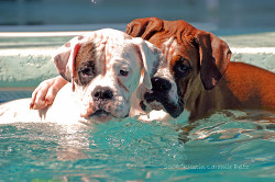 fuckyeahdogs:   heartbeatatmyfeet:   Smile For Mom, Nudgie~ (by runsanibel)     I LOVE THAT ONE HAS A PAW OVER THE OTHER OMGGG.