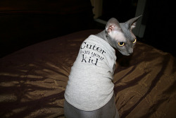(via fuckyeahhairlesscats) I need a sphynx cat and I need that t-shirt for said cat.