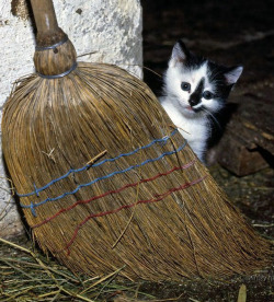 mihomihosuzuko:  nemoi:  roland303:  10th543:  fuckyeahkitties:  hyam:  hkj:  Cat and broom, uploaded by Feline Poster      