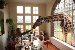 definingnewelegance:   Good Morning! What’s a breakfast table without a giraffe to share your croissant with? Have you ever started your day with a long neck friend? 