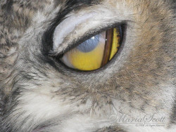 jayseykayy:  To protect their  eyes, Owls are equipped with 3 eyelids. They have a normal upper and lower  eyelid, the upper closing when the owl blinks, and the lower closing up when  the Owl is asleep. The third eyelid is called a nictitating membrane,