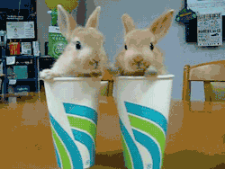 I am helpless when confronted by cute bunnies. I hate animated gifs and and I sometime unfollow the unfortuate who get hooked on them, but these bunnies are so cute.  