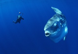 shhhhjustcome:  soltis:   Despite their size, ocean sunfish are docile, and pose no threat to human divers. Injuries from sunfish are rare, although there is a slight danger from large sunfish leaping out of the water onto boats…In fact, the fish is