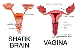 nerdgasmz:  eternal8song:  potentialfate:  we-swaggin:     My period will now be called shark week.     yes.  why, mother nature? why are you such a ho?  EVERYTHING MAKES SENSE NOW 